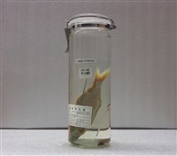 藏品(刺鯧)的圖片